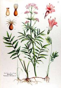 valerian_botanical-illustration